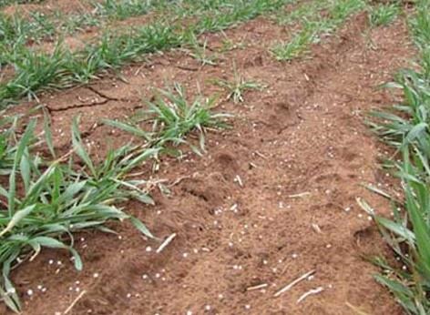 wheat crop and nitrogen considerations